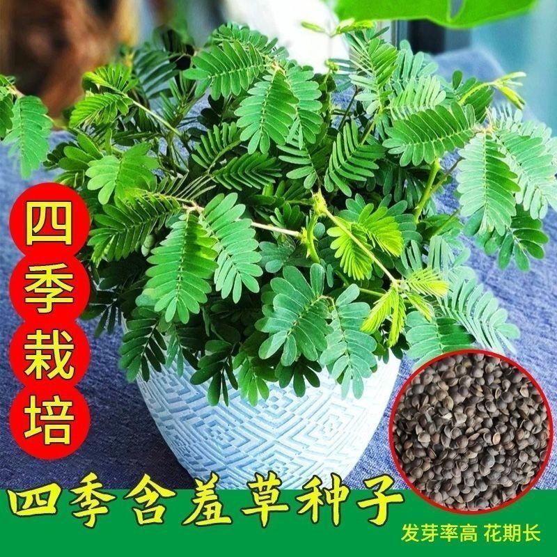 含羞草种子知羞草害羞草种籽四季花卉花草阳台庭院盆栽花草籽种子