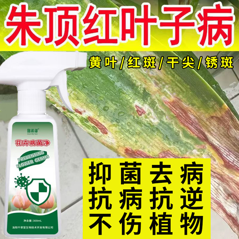 朱顶红叶子病喷剂黄叶干尖红斑锈斑白粉炭疽病抑菌抗病营养液花肥
