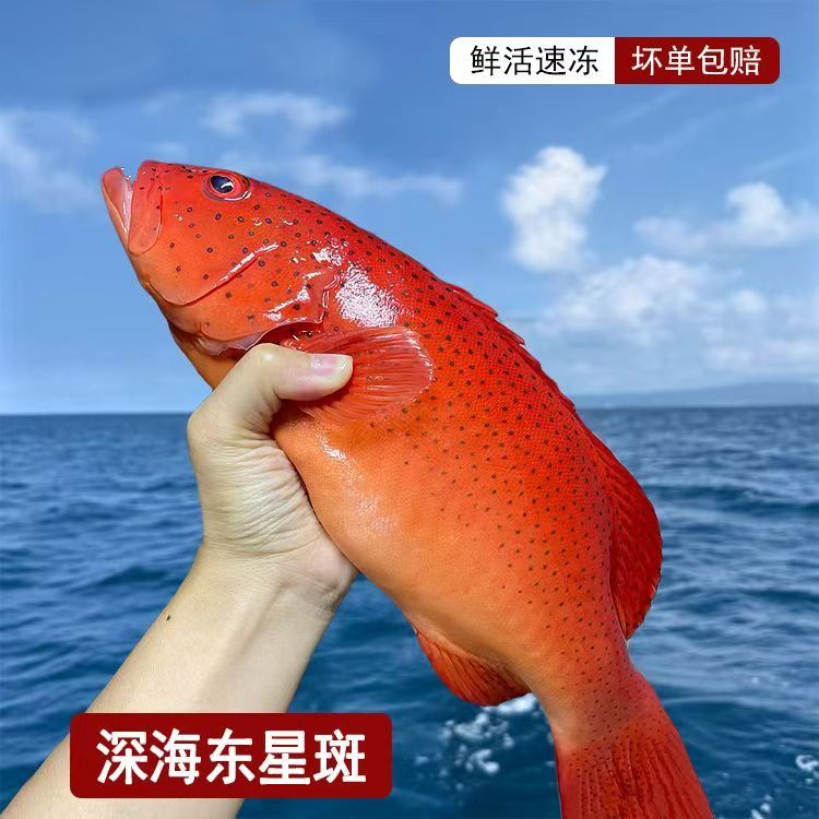 深海东星斑活冻发货红星石斑鱼老鼠斑龙趸鱼鲜活速冻东星斑