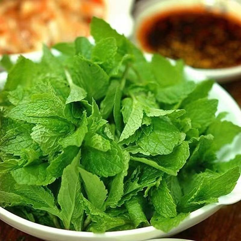 新鲜薄荷叶可火锅食用泡水调酒装饰留兰香薄荷提神蔬菜