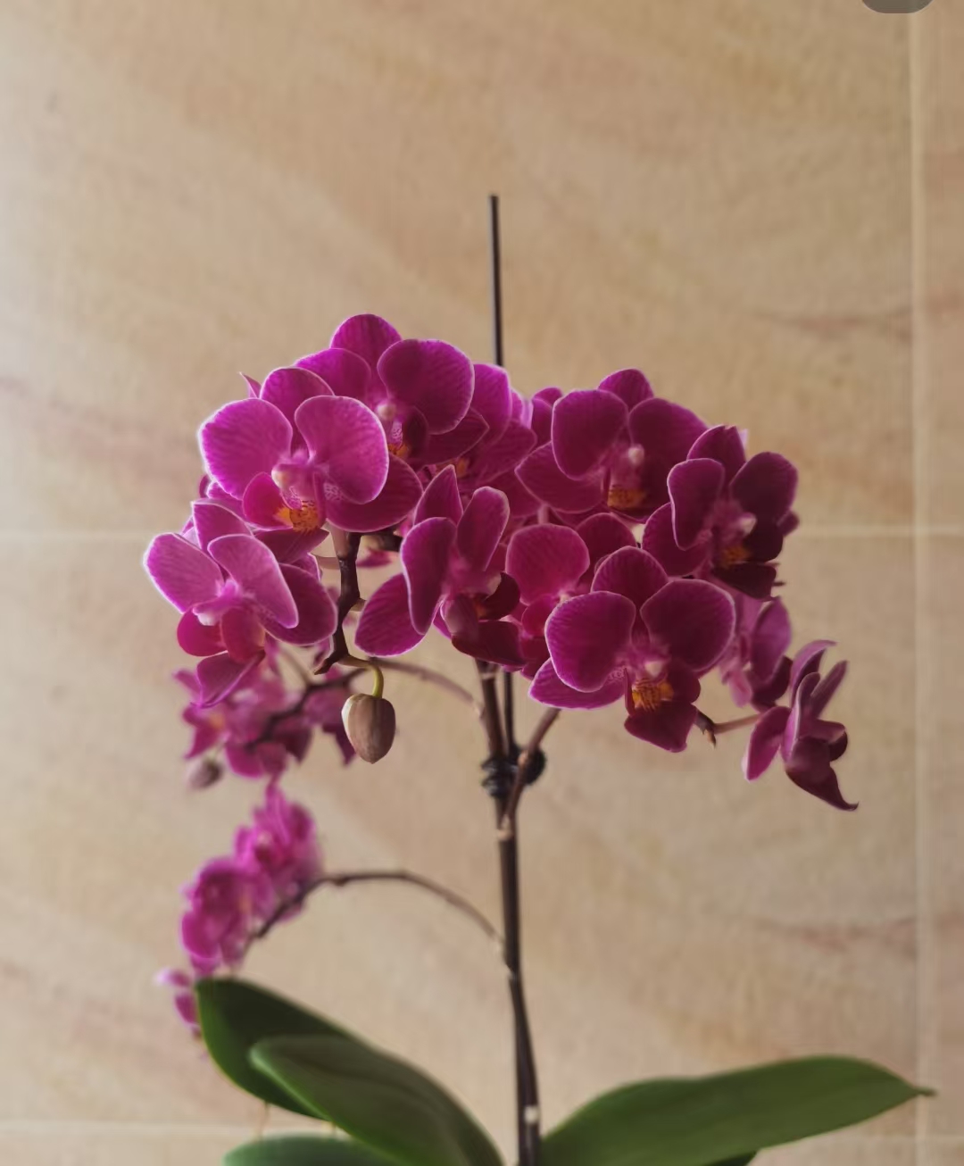 双剑【金叶咖啡兰花蝴蝶兰室内盆栽2.8杯。】没有开花兰花蝴蝶兰盆栽