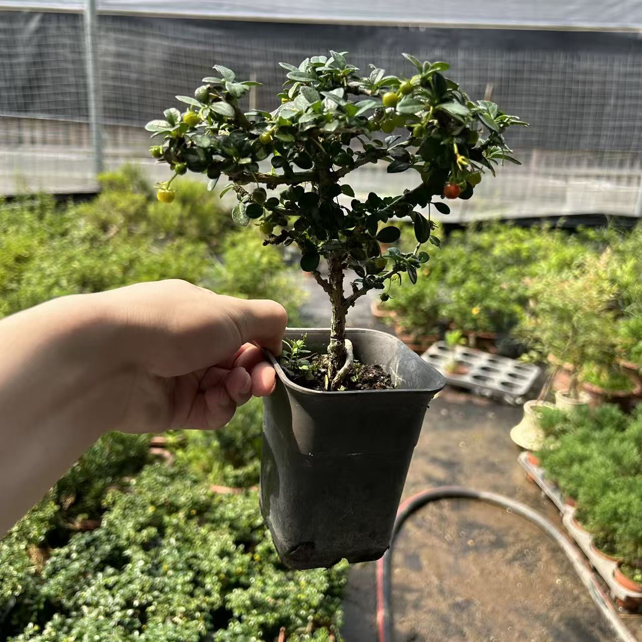 【会开花结果】小叶福建茶盆栽室内小盆栽办公室客桌面绿植吸某醛好