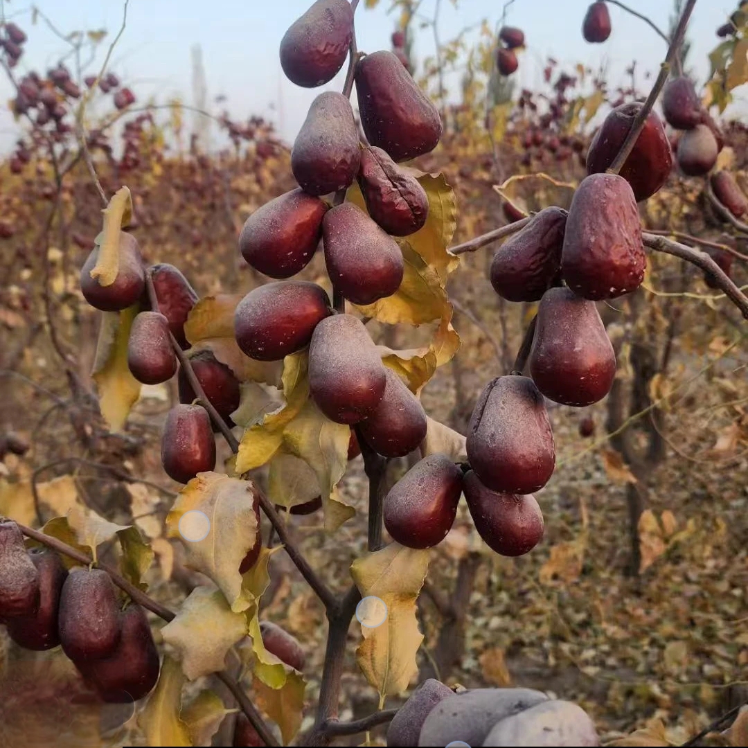 【新疆直发】25年头茬新疆和田原生态大枣 原汁原味 树上自然吊杆