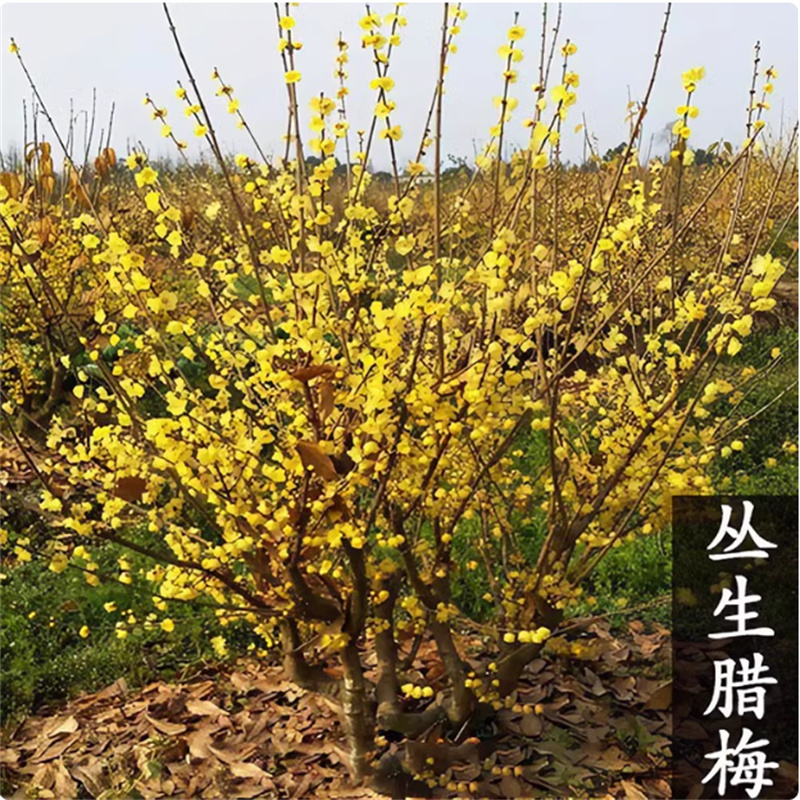 腊梅花树苗丛生盆栽大型棒棒糖嫁接素心腊梅树庭院地栽浓香型枝条