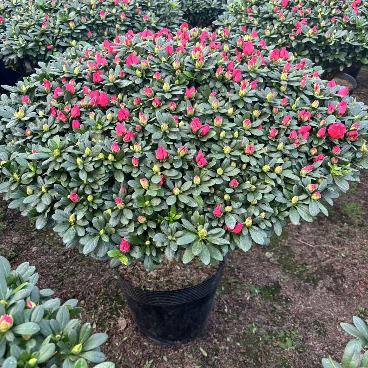 【老桩杜鹃】精品中国红杜鹃花带花苞室内外好养活原盆基地顺丰包邮