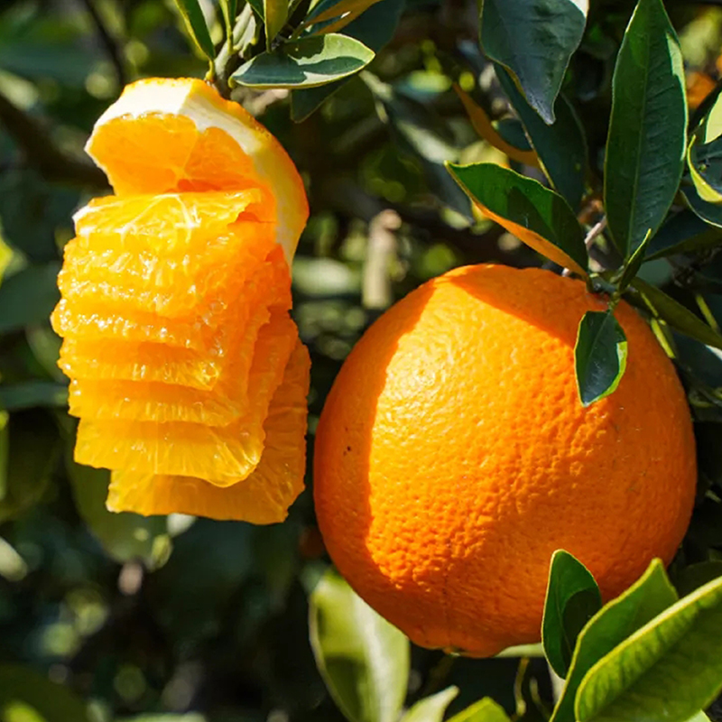 【橙子.阿沅专属】正宗赣南脐甜橙子新鲜当季整箱果园直发赣州橙子