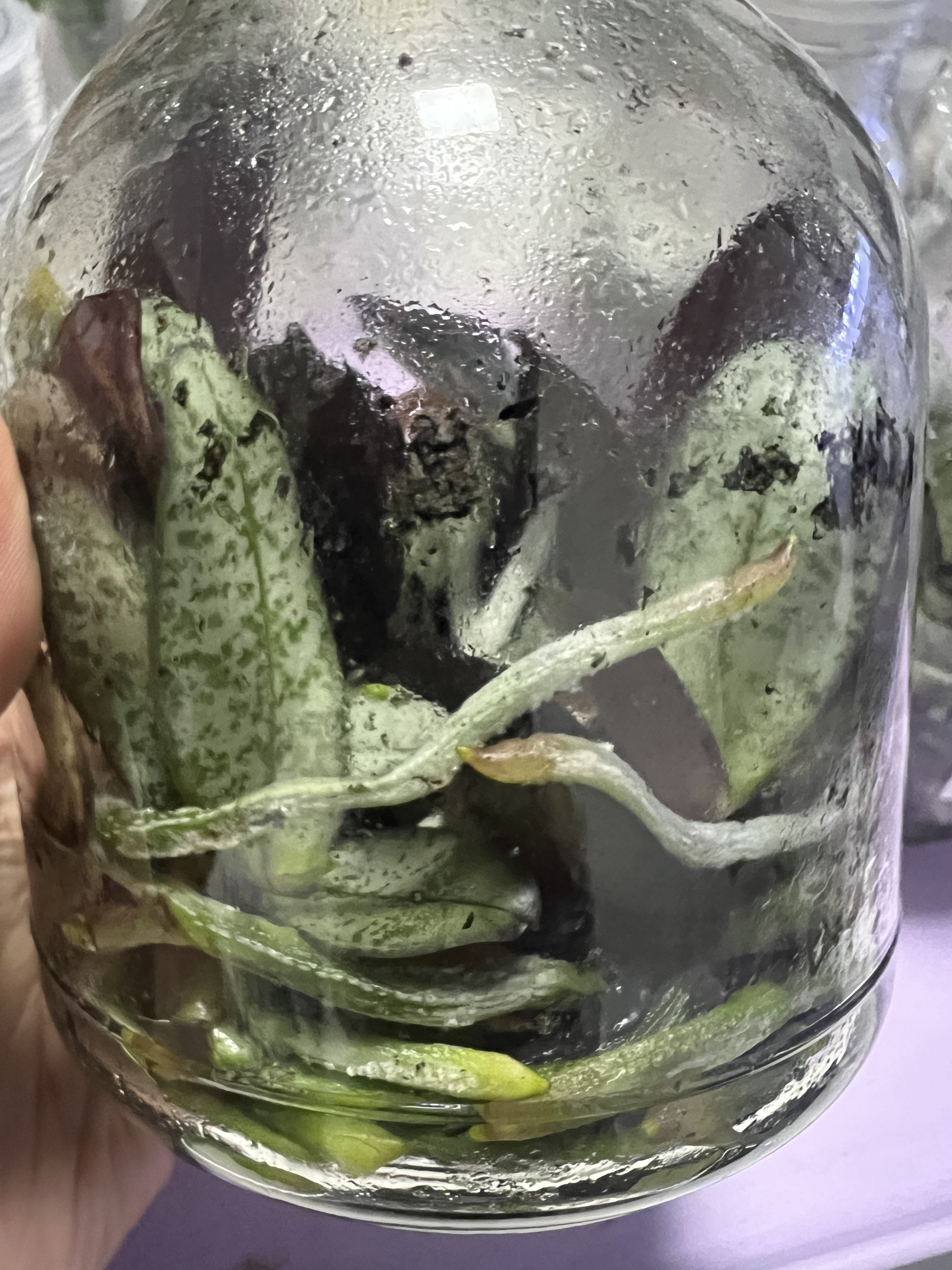 银叶领带蝴蝶兰西雷利甁苗 实生苗有香味 西交史黄