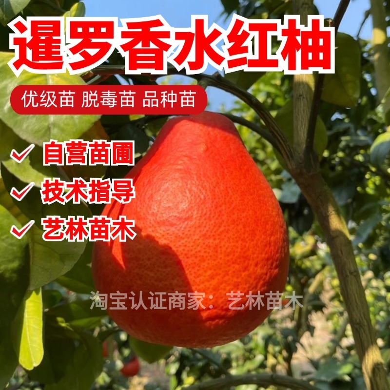 泰国暹罗香水红柚树苗嫁接三红柚红心红肉大果柚子树苗纯甜柚子苗