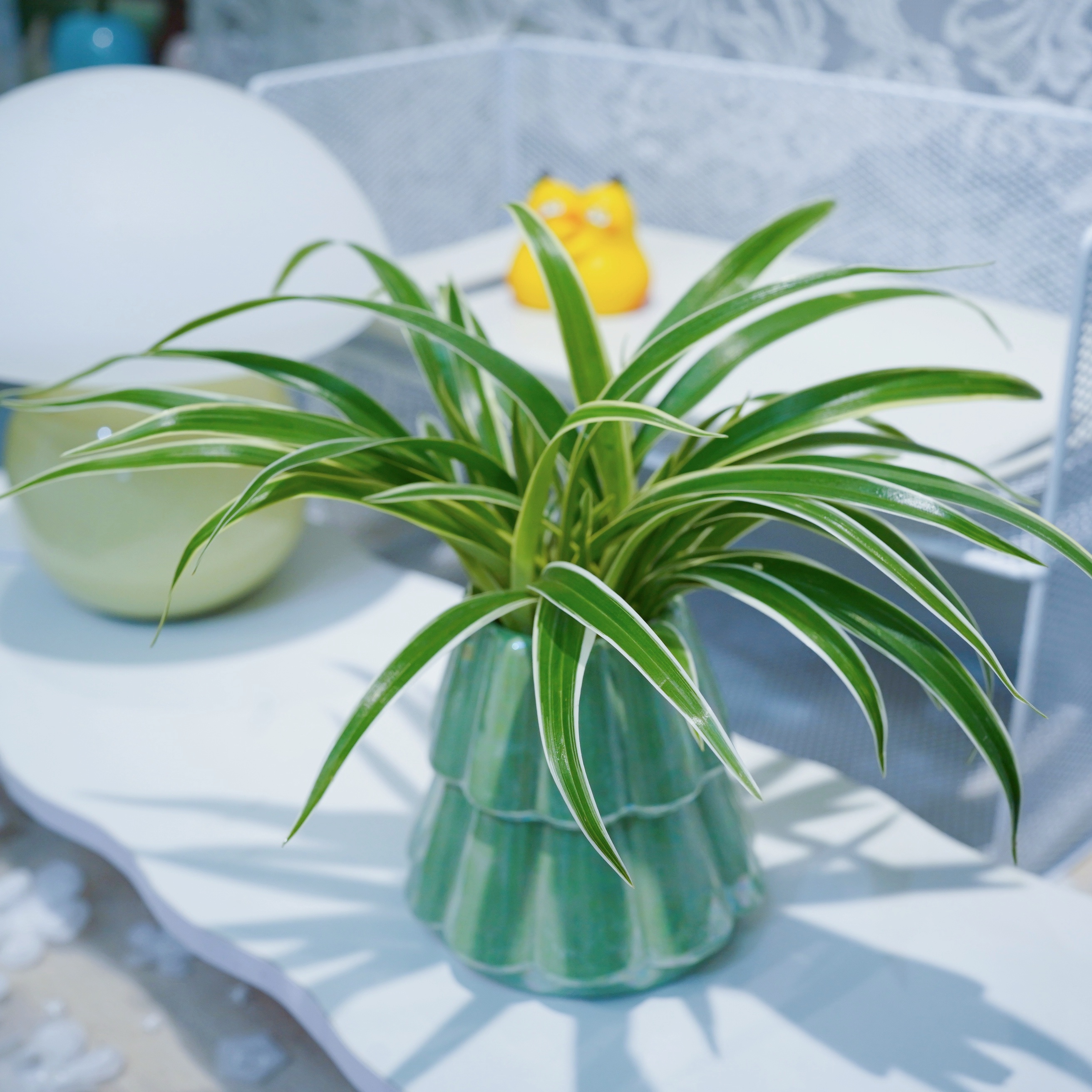 水培金边吊兰植物室内水养办公室桌面花卉绿植去用