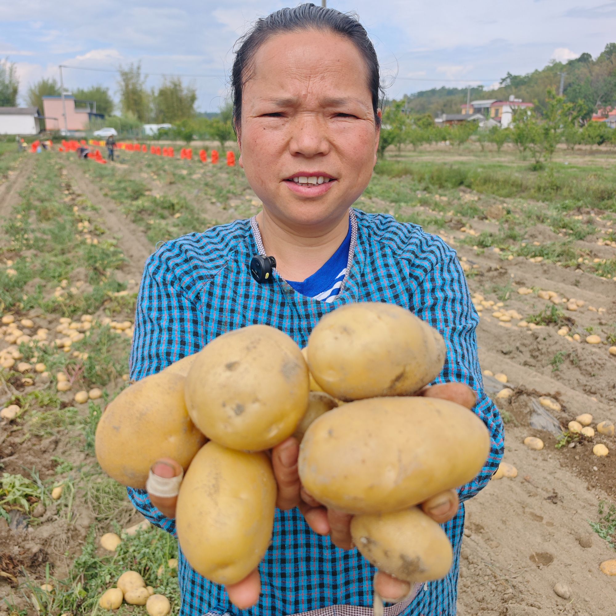【龙姐专属】土豆9斤2025新鲜现挖黄皮炖汤土豆泥必备包邮黄心种植