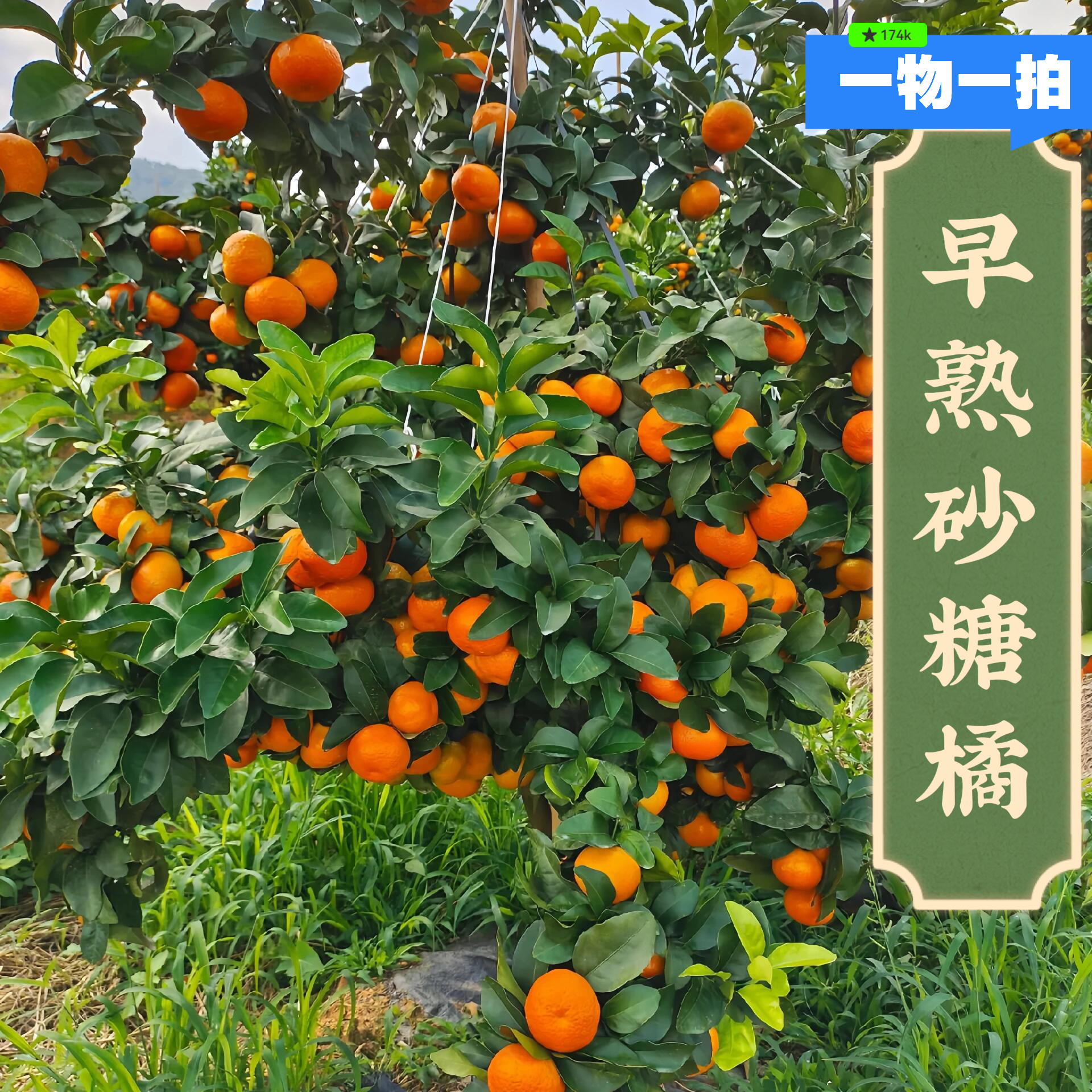 广西沃柑柑橘果树苗盆栽地栽果园园林阳台小院一物一拍