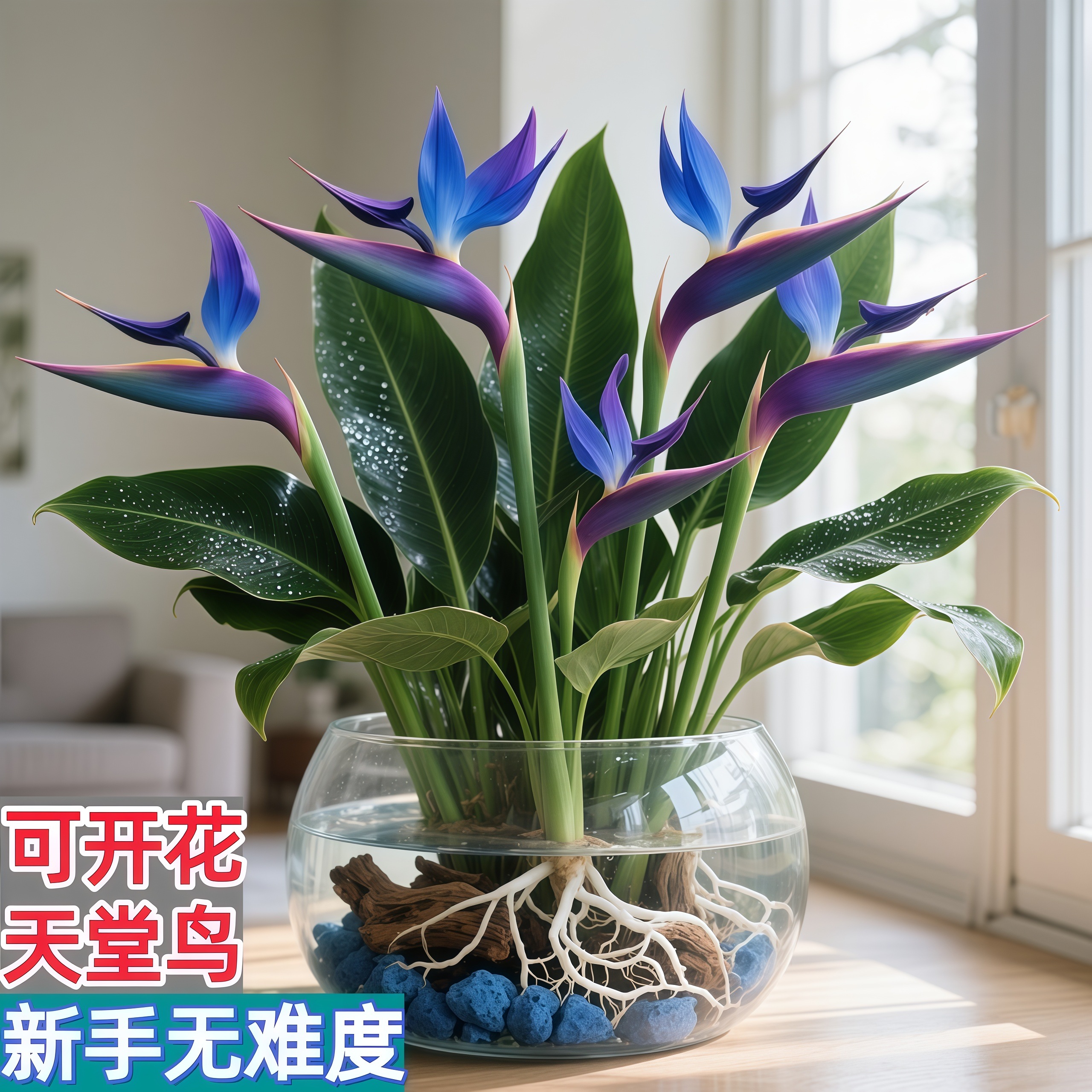 紫蓝色【天堂鸟】花期长耐寒花卉驱蚊办公室内水培客厅净化空气好养