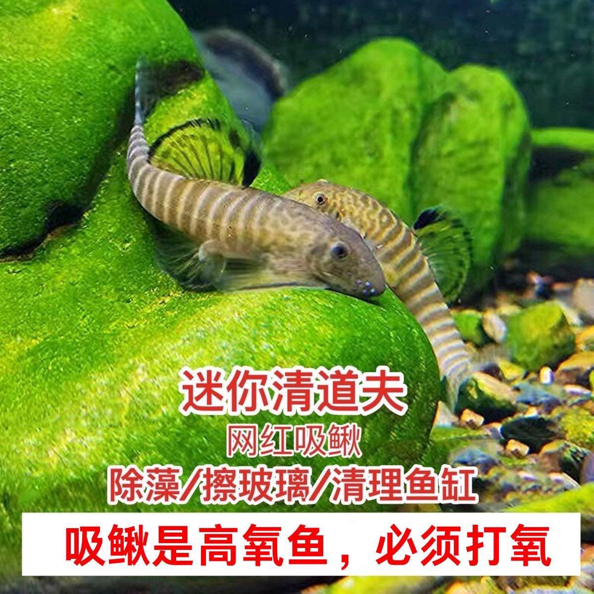 小精灵吸鳅冷水淡水原生工具鱼 吃残渣擦玻璃清洁鱼缸小能手
