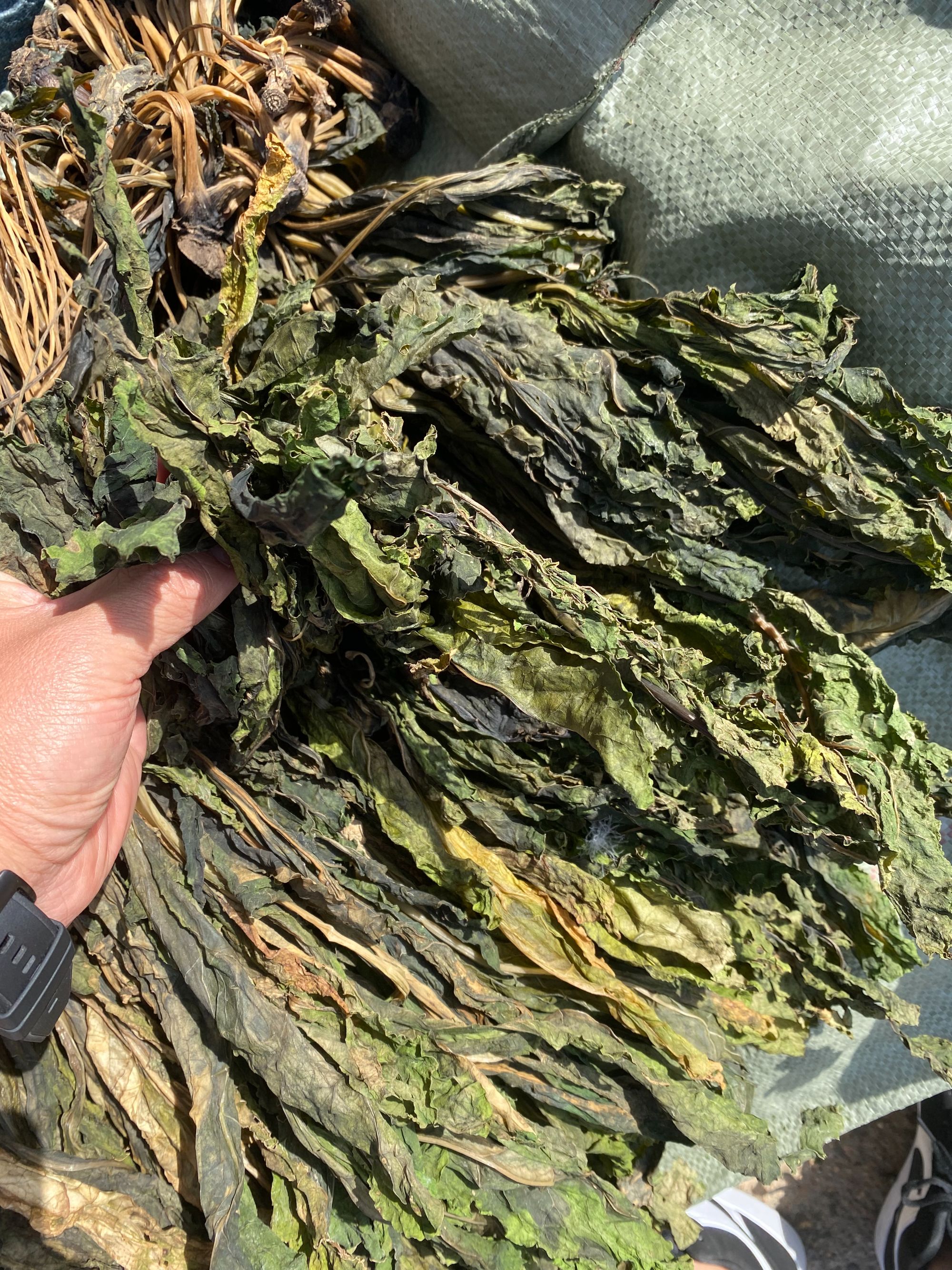 东北甜菜樱子1斤/2斤，吉林松原发货，顺丰包邮