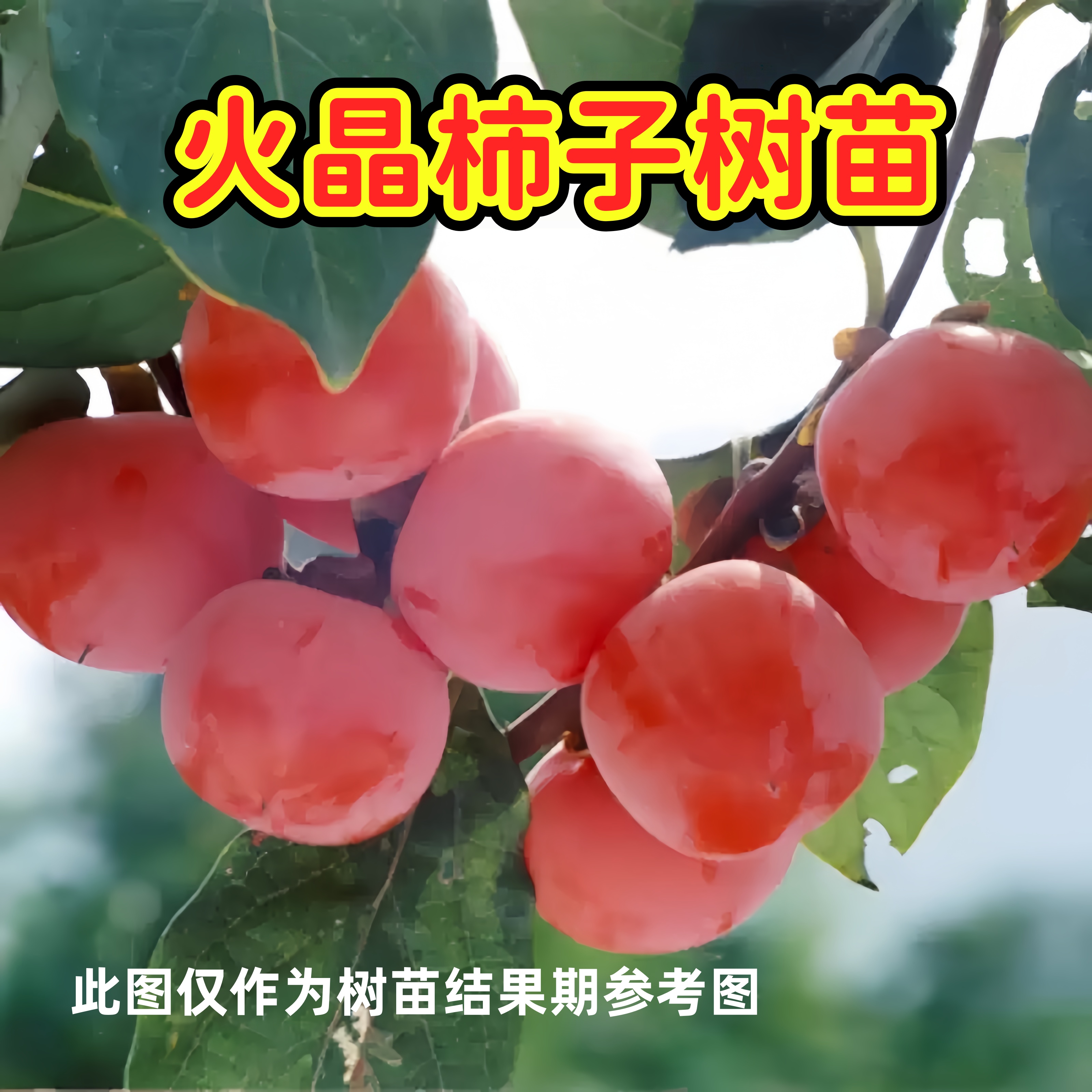 火晶柿子嫁接树苗11月份成熟南北方种植盆地栽【2年苗买一发三