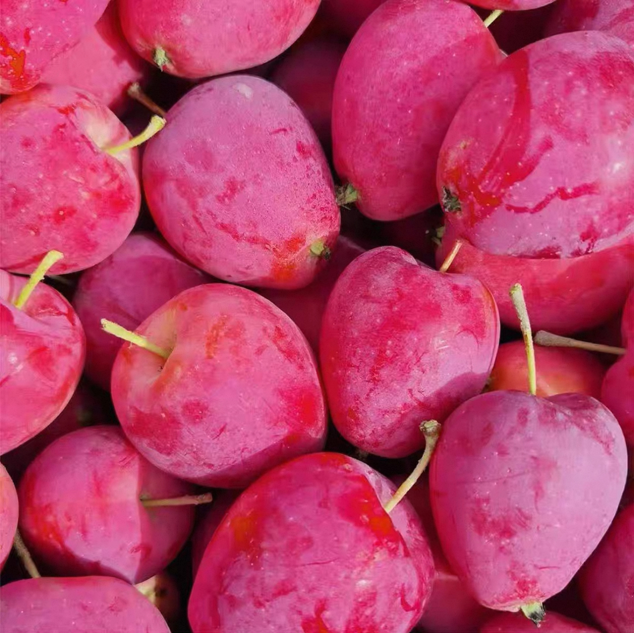 东北鸡心果(收到货放几天会有一点面）