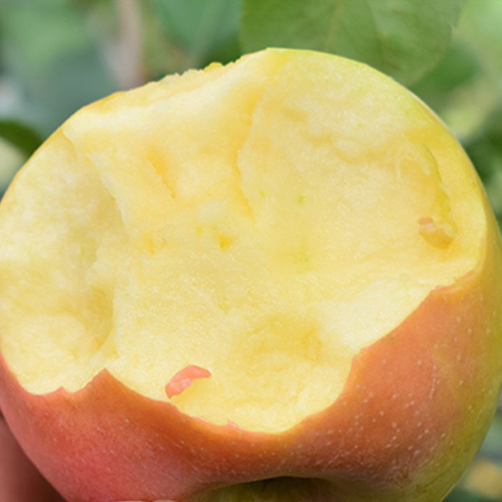 北京平谷山地冰糖心苹果