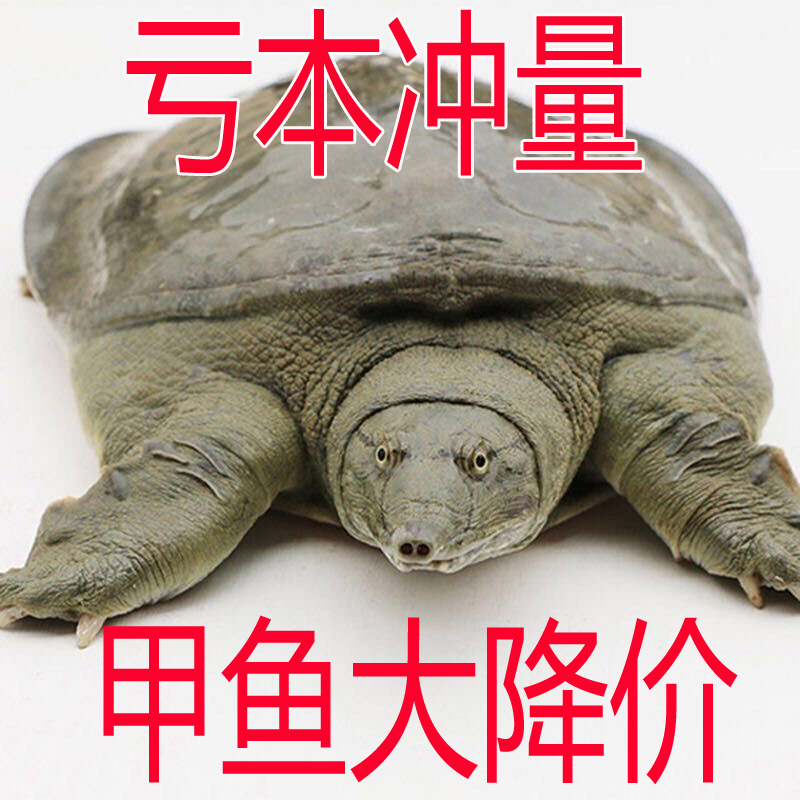 发2只共4斤 新鲜活甲鱼水鱼团鱼王八中华鳖生态放养食用 包活到家