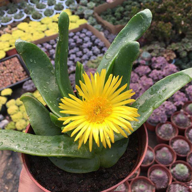 专柜品牌佛手托金又名舌叶花金佛手番杏科多肉植物开花大株好养活