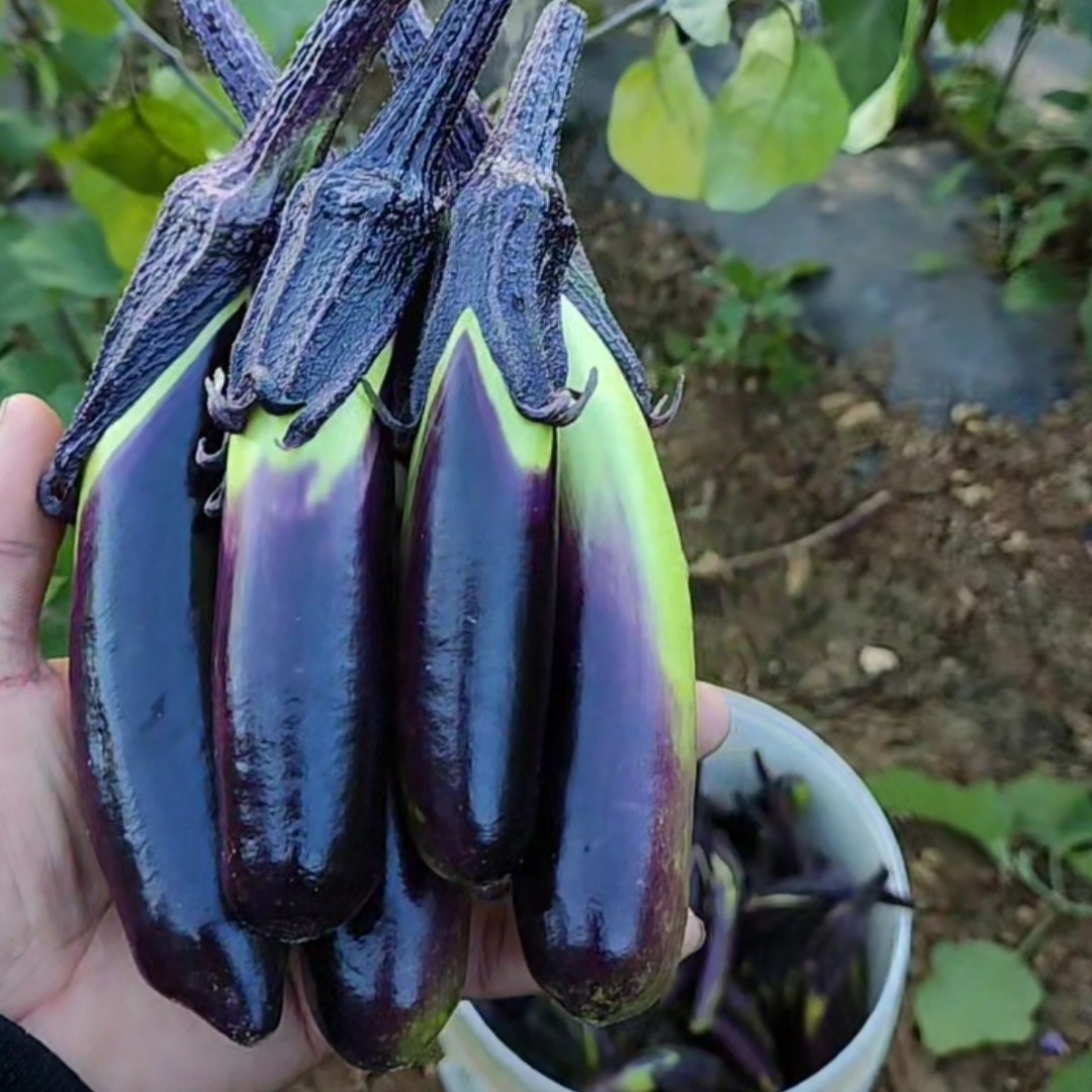 云南深山新鲜紫茄子现摘现发当季时令蔬菜细嫩软糯