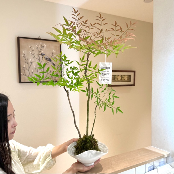 水培禅意火焰南天竹苔藓球盆栽室内桌面水培净化空气观叶绿植花卉