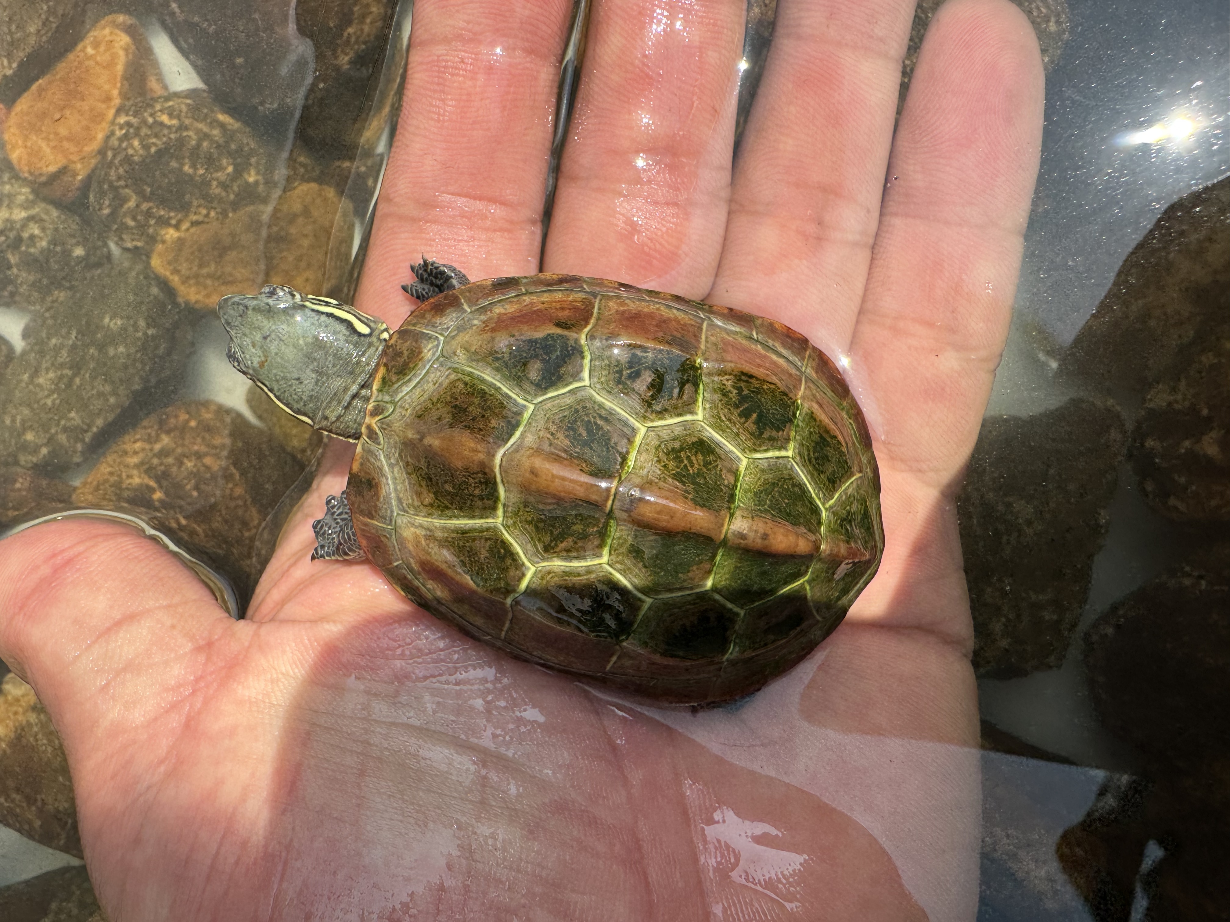 外塘冷水龟直播专用链接