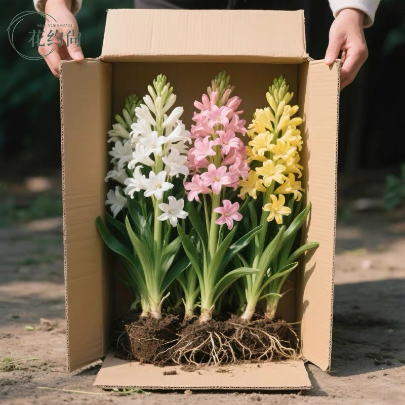 【花卉推荐】晚香玉重瓣浓香型种球多年生盆栽植物室内外庭院易种活