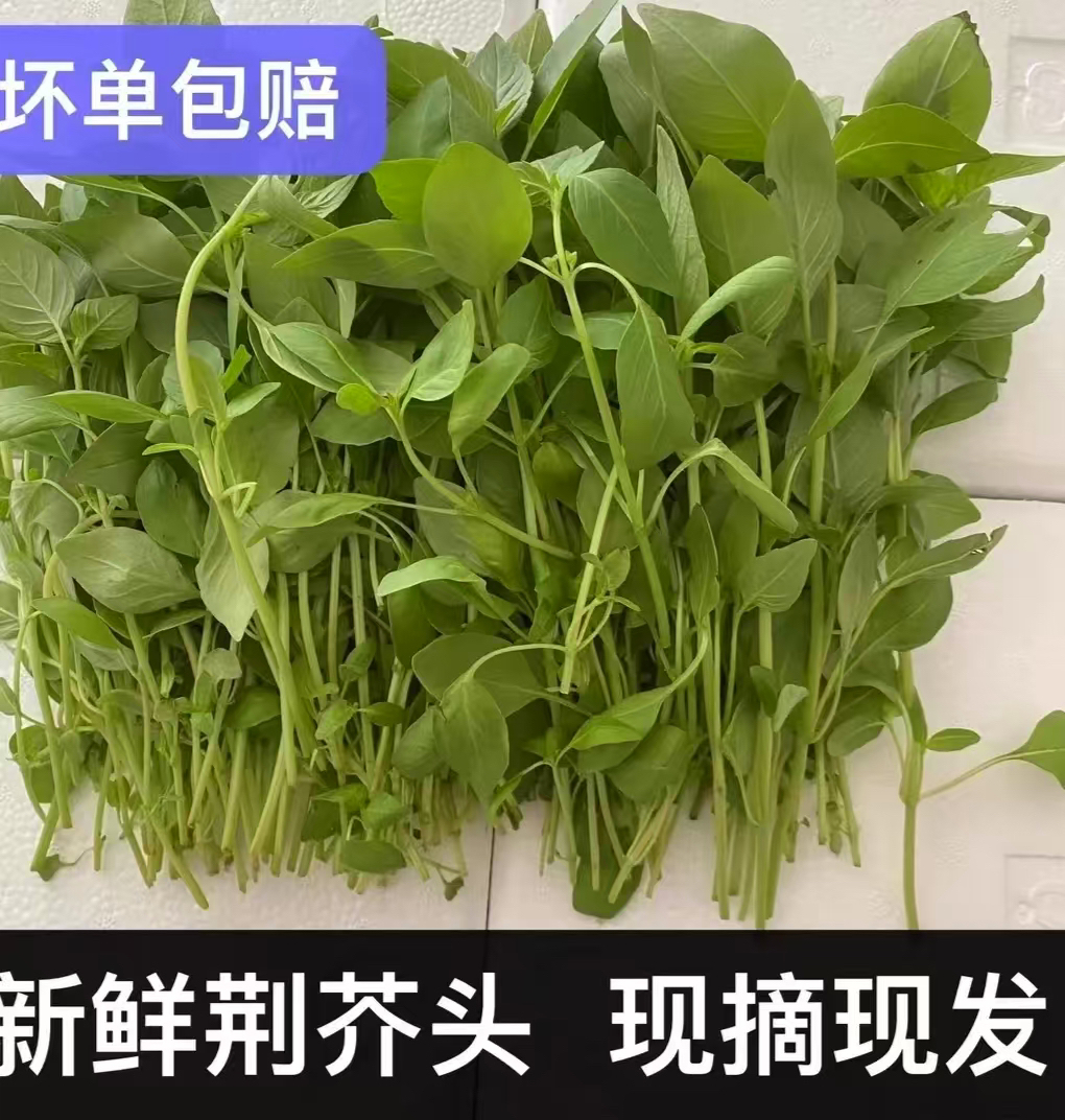 河南特产新鲜大叶荆芥菜头农家自种现摘现发凉拌调味菜去根发货