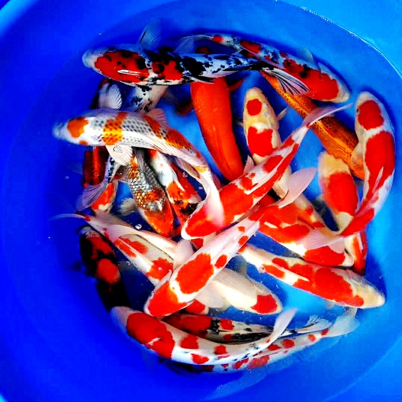 锦鲤观赏鱼红白大正不包邮