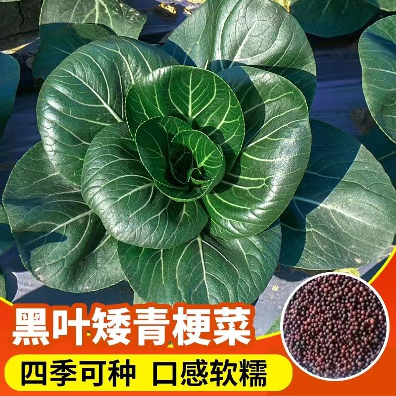 苏州青种子黑叶矮脚青梗菜黑大头上海青超甜脆好吃秋冬季农家菜种