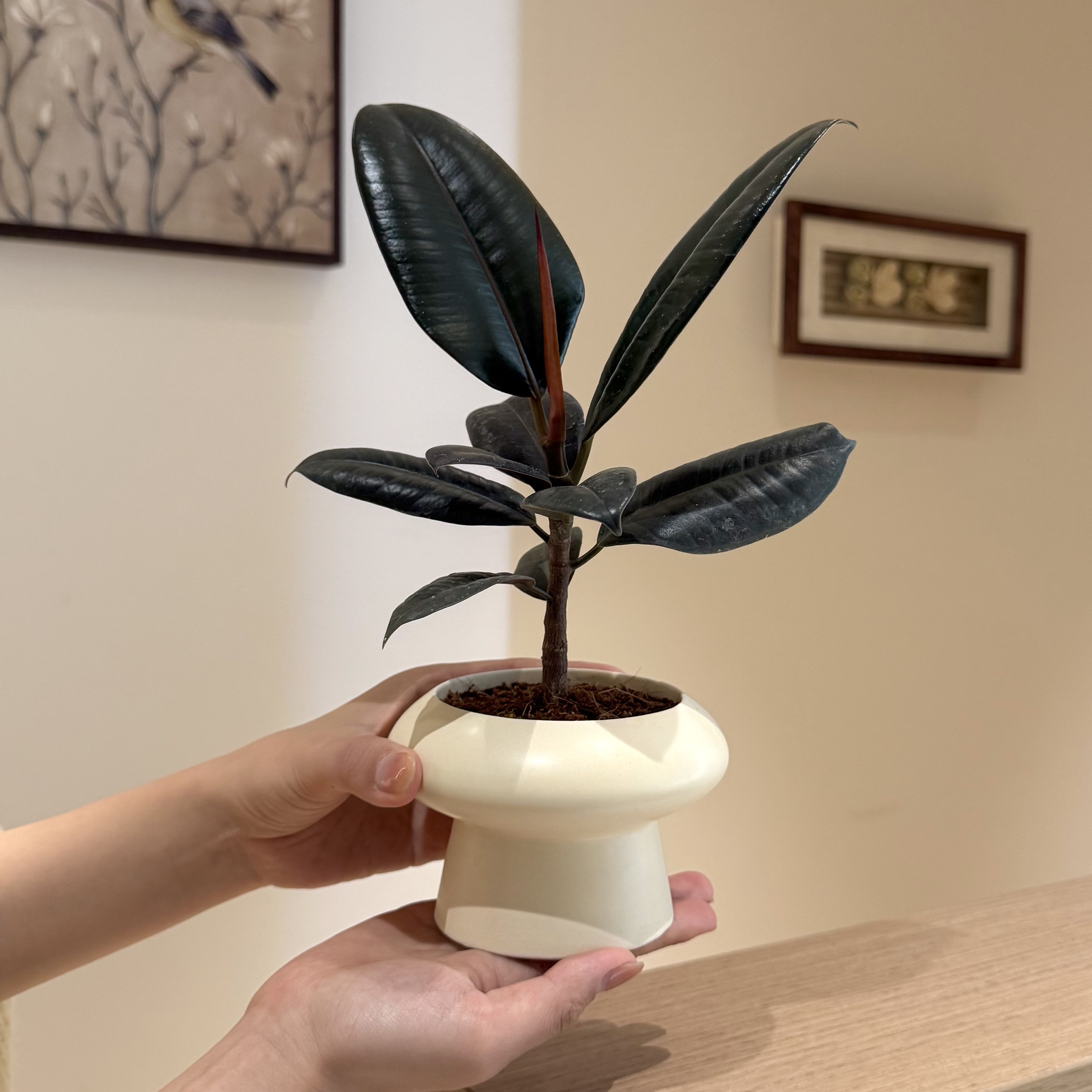 直播优选老桩黑金刚橡皮榕树盆栽盆景室内客厅办公室前台花卉绿植