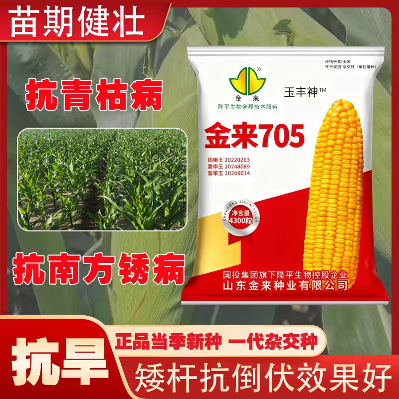 金来705正品国审红轴大棒高产稳产抗病抗青枯抗倒伏高产玉米种子