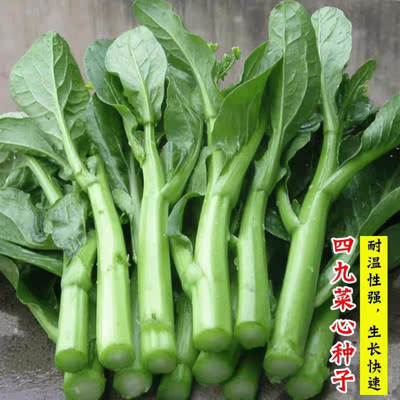 四九菜心种子广东甜菜心菜台青菜籽高产四季春