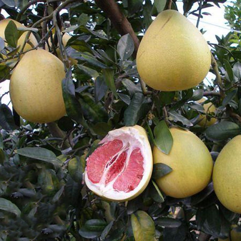 福建平和官溪三红柚子苗红心蜜柚苗管溪三红蜜柚树苗红肉密柚苗