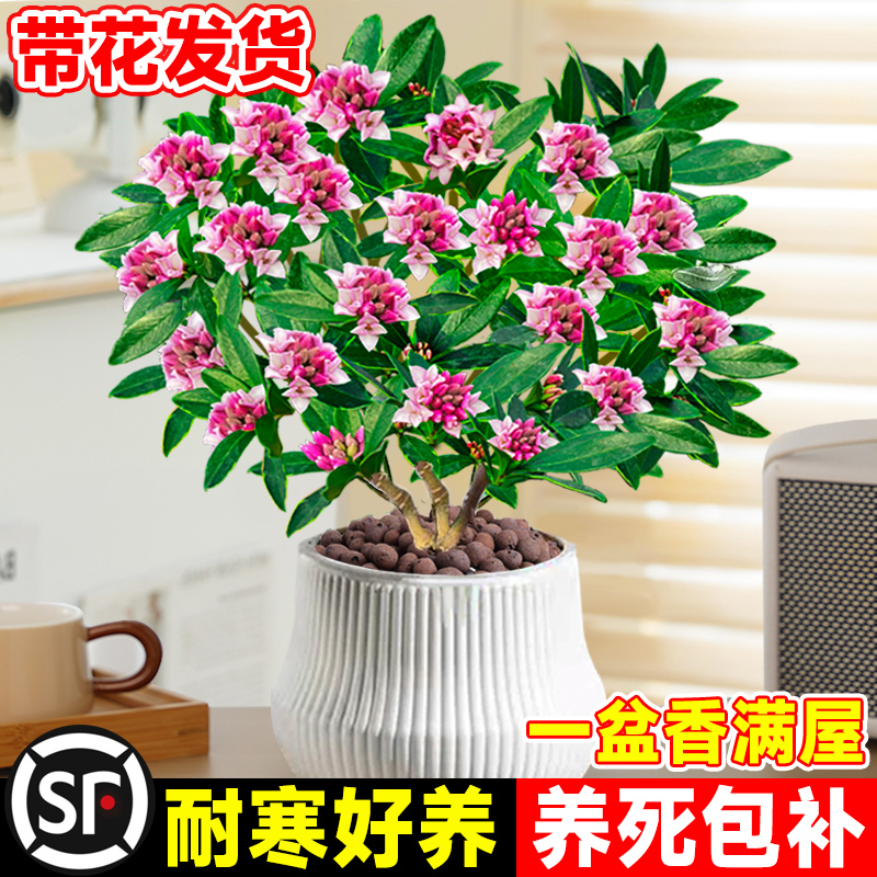 金边瑞香盆栽浓香型带花苞植物室内花卉老桩有香味秋冬养耐寒年宵