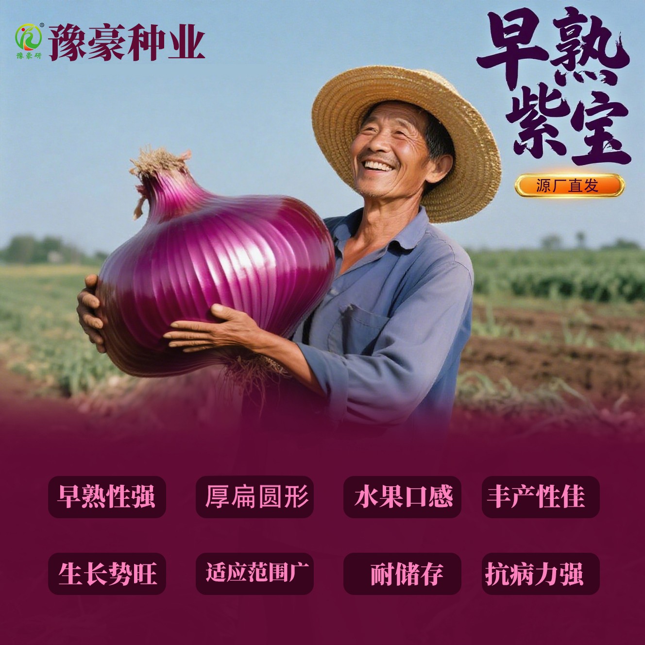 【紫皮水果洋葱种子】早熟紫宝抗病耐储早熟丰产深紫大面积种植蔬菜