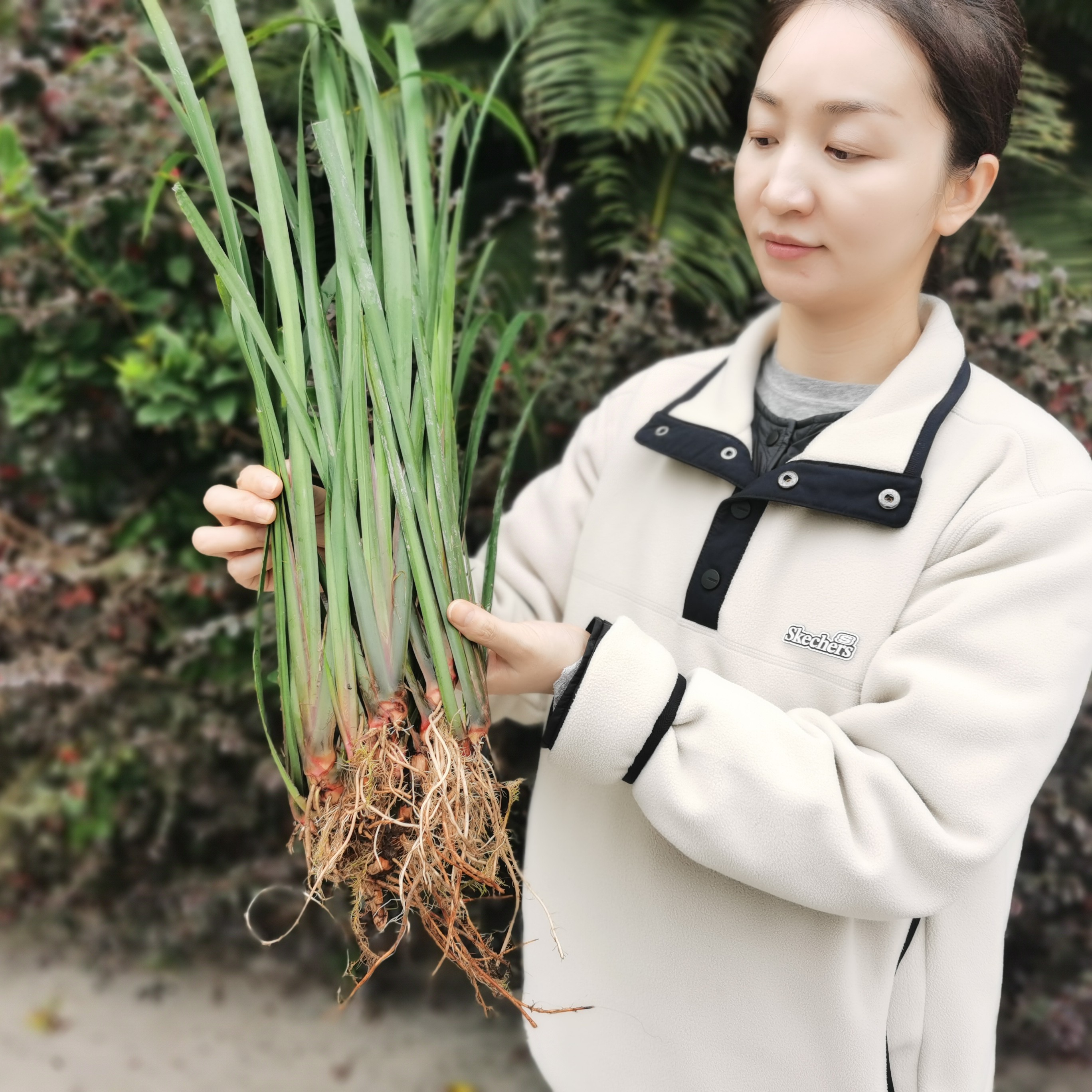 贵州特产山奈牛羊肉增香去腥五香草新鲜三赖香芒可种植
