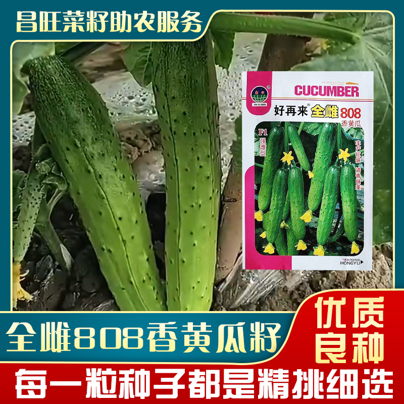 全雌808香黄瓜种子50粒早熟各种搭配可选