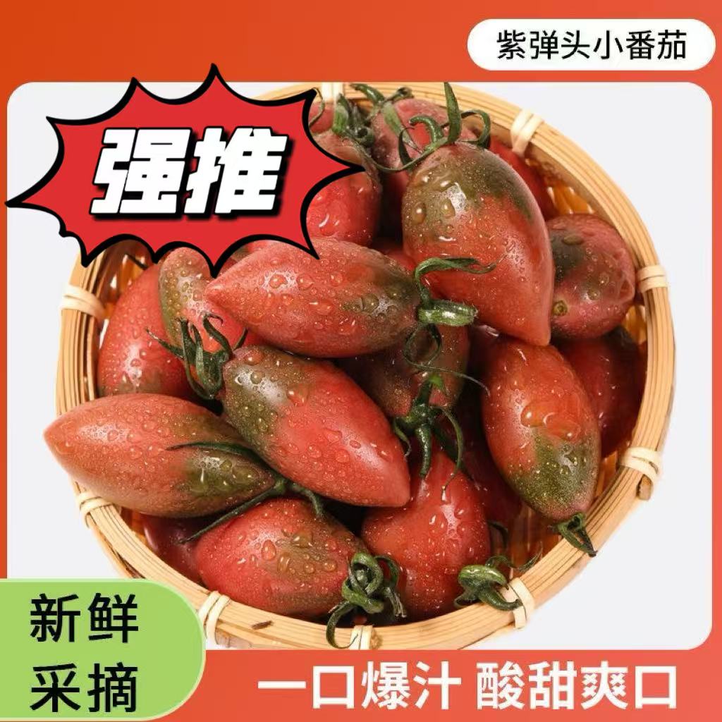 【现场挑选】紫弹头小番茄圣女果西红柿新鲜当季孕妇水果柿子包邮