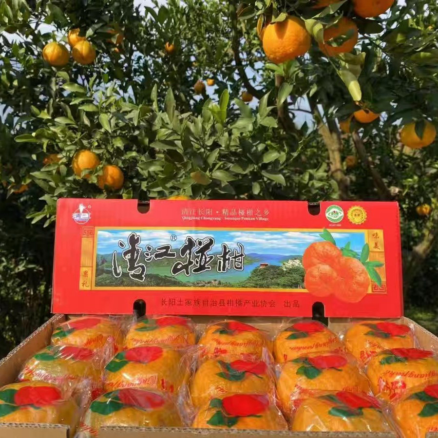 正宗长阳清江椪柑现摘现发精品实惠生态香甜脆嫩爽口整箱包邮