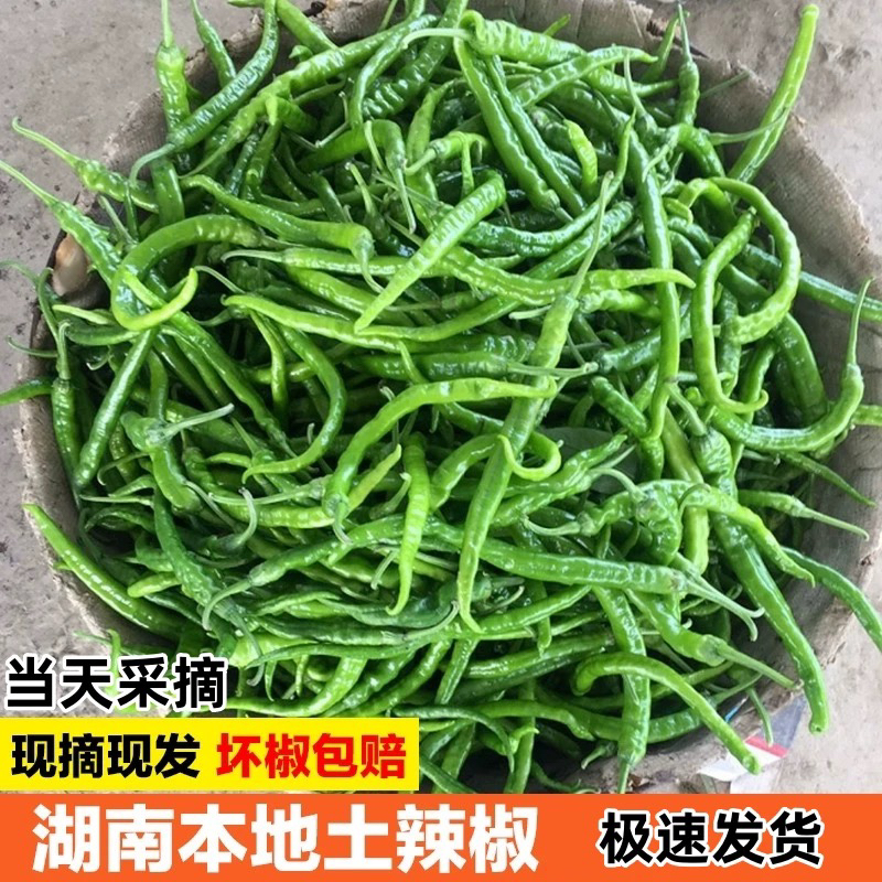 湖南农家土香辣青绿本地现摘薄皮湖南本地辣椒湖南本地秋辣椒