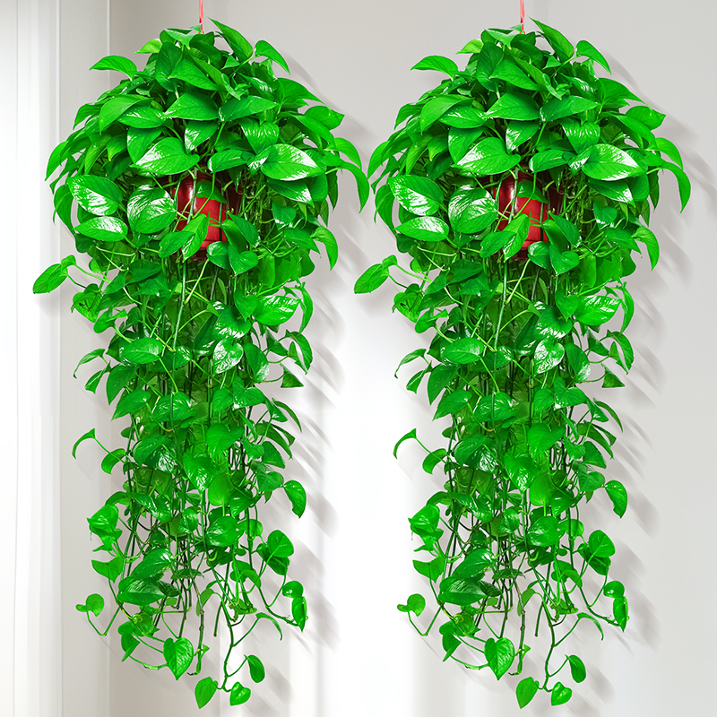 长藤绿萝垂吊绿植室内吊兰净化空气绿植盆栽客厅稀有绿萝盆栽客厅