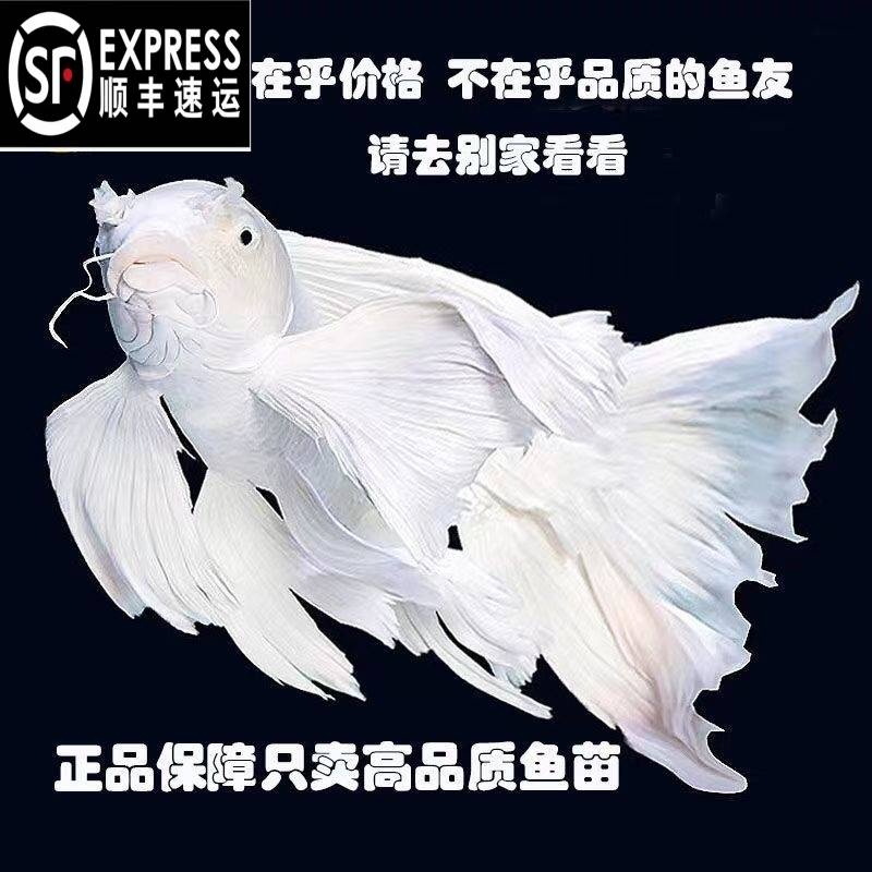 顺丰台湾蝴蝶鲤鱼球体短身大鳍长尾冷水鱼锦鲤红色观赏鱼苗活体