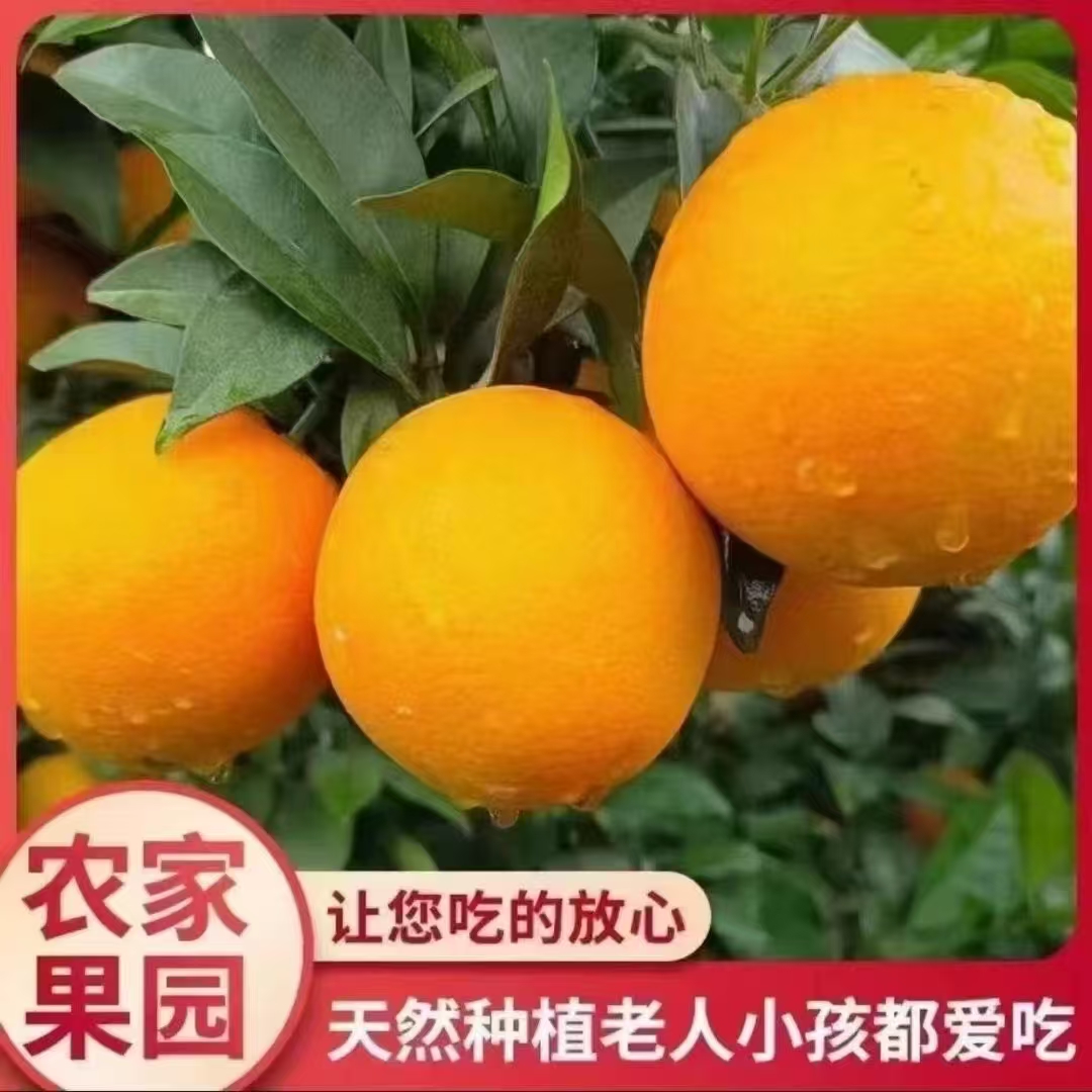 正宗江西赣南安远脐橙新鲜现摘果园直发水果