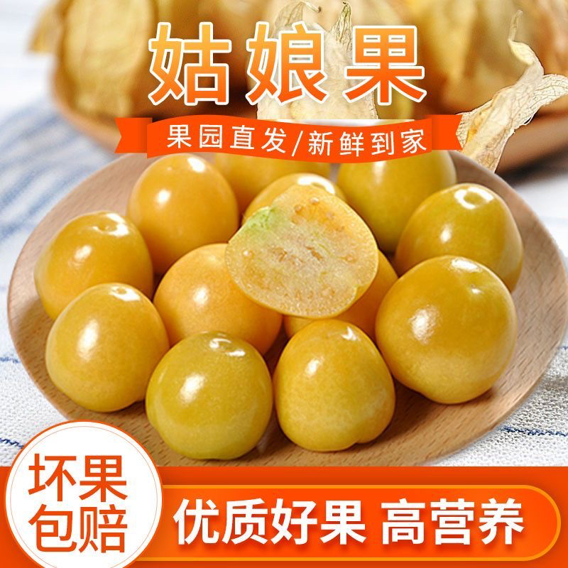 现摘现发新鲜姑娘果灯笼果薄皮甜黄菇娘果水果产地直发