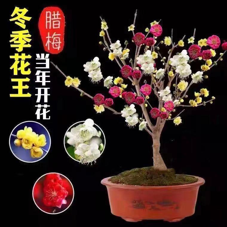 精品花耐寒带芽今年开花苗浓香梅花盆地栽树苗室内外腊梅年宵花卉