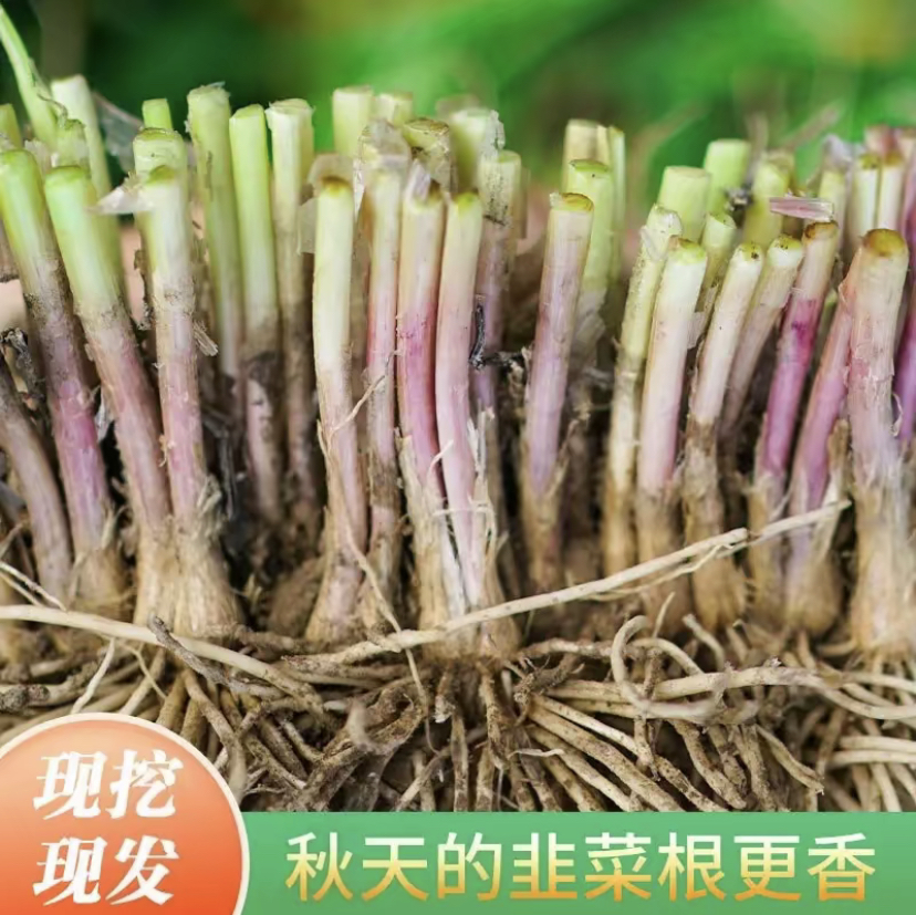 【当年新根】独根红韭菜根苗紫根宽叶韭菜现挖现发盆栽地栽阳台庭院