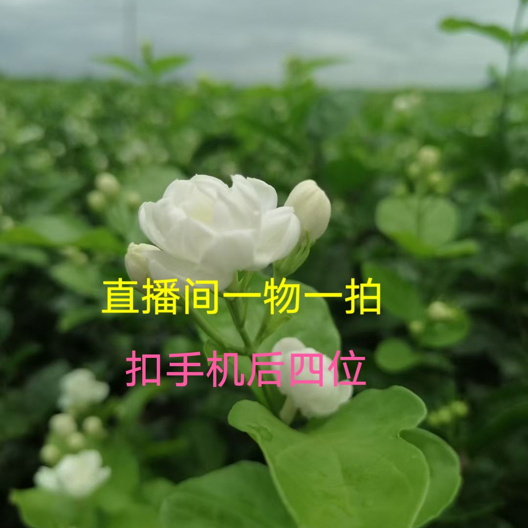 一物一拍带花苞莉花盆栽四季开花室内外种植好养活浓香花卉