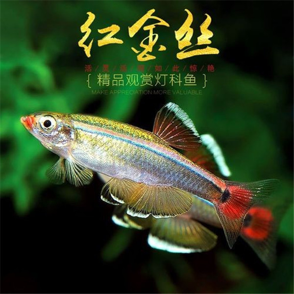 白云金丝鱼冷水鱼大帆红尾灯科鱼小型鱼原生鱼金鱼新手群游观赏鱼