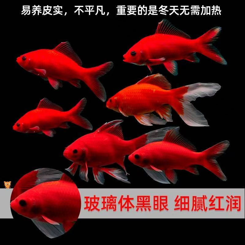 【1688人好评】血红冷水鹦鹉鱼好养耐活黑眼葡萄眼淡水鱼耐寒冷